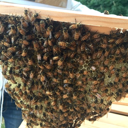 Top-Bar Beekeeping