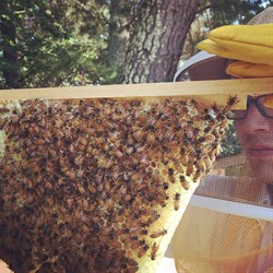 Natural Beekeeping