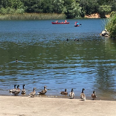Ducks at Howarth Park