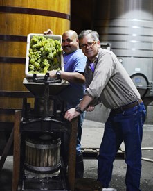 Chardonnay Harvest