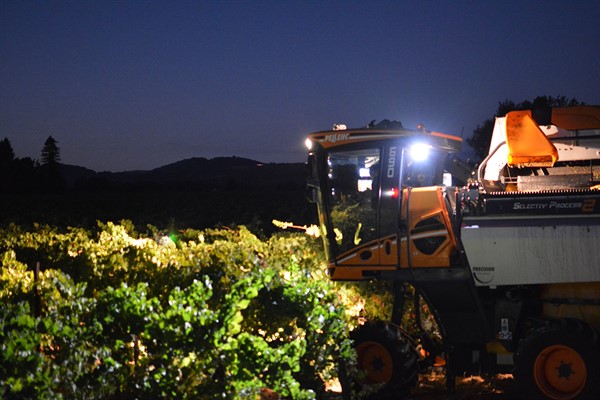 Chardonnay Harvest at Hafner 1