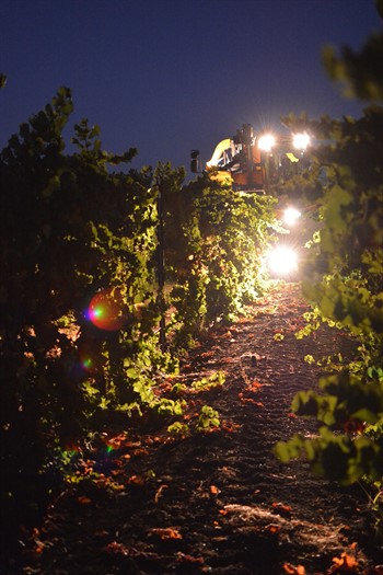 Chardonnay Harvest at Hafner 2