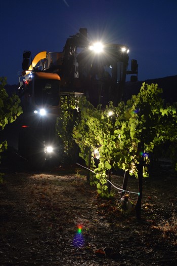 Chardonnay Harvest at Hafner 4