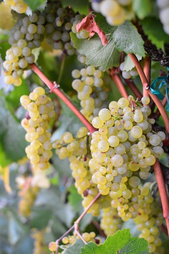 Chardonnay Grapes