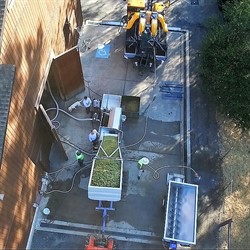 Chardonnay Harvest Video