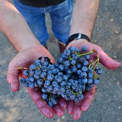 Cabernet Grapes