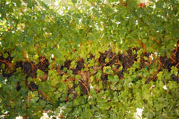 Cabernet Sauvignon on the Vine