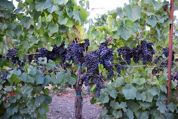 Malbec on the Vine