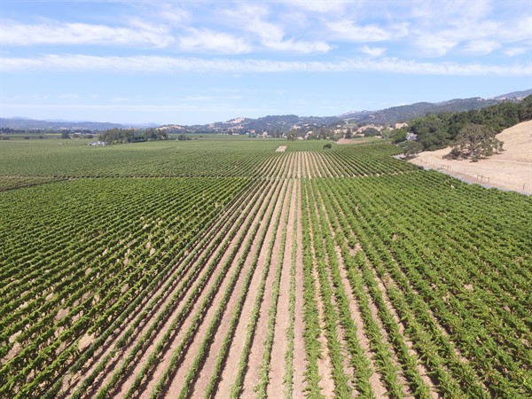 Hafner Vineyard in Alexander Valley