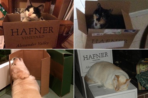 Hafner Vineyard Pets