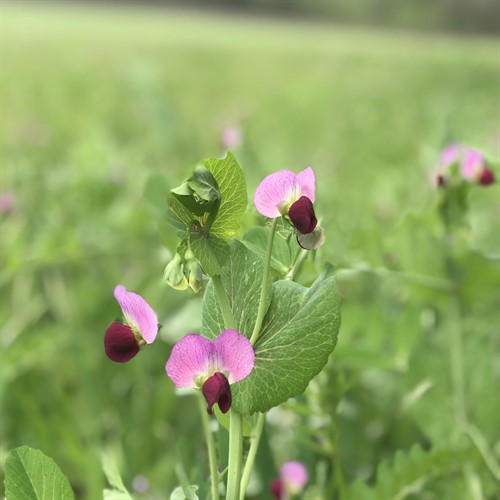 Cover Crop