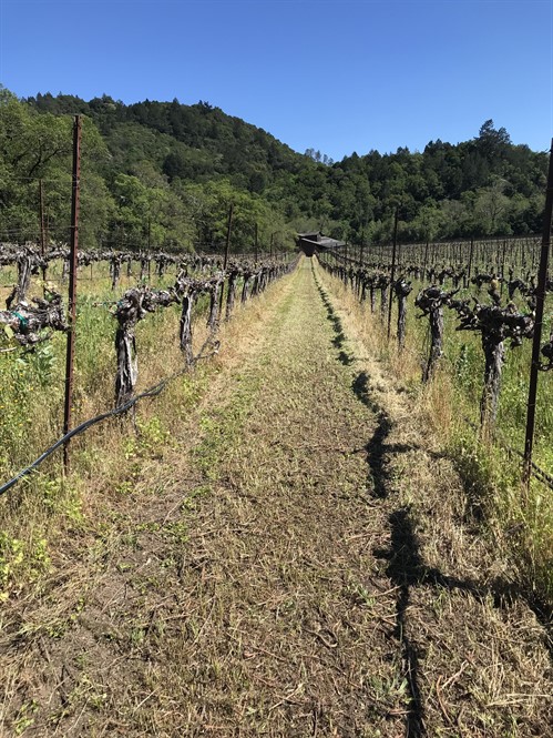 Cover Crop Mow