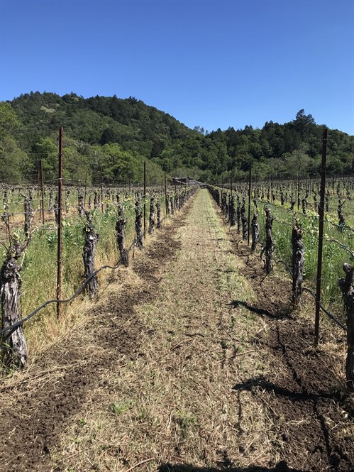 Cover Crop Cultivate