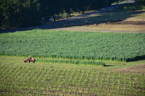 Vineyard Replant