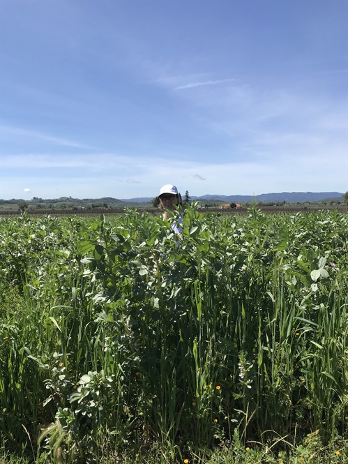 Sarah Hafner Cover Crop