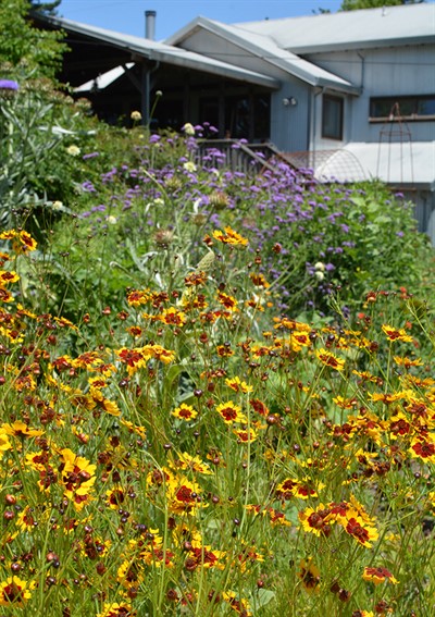 Healdsburg Gardener