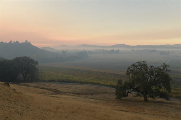 Hafner Vineyard Oct 28