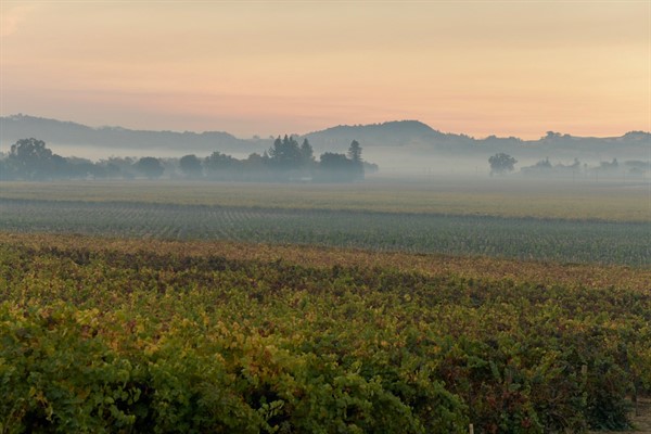 Vineyards at Hafner Kincade Fire
