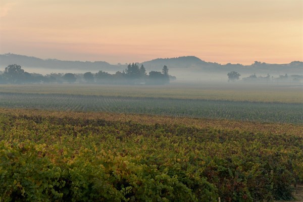 Vineyards at Hafner Kincade Fire