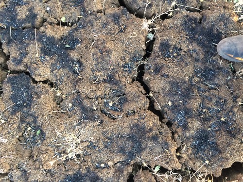 Burned Soil