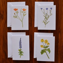 Botanicals by Sarah Hafner
