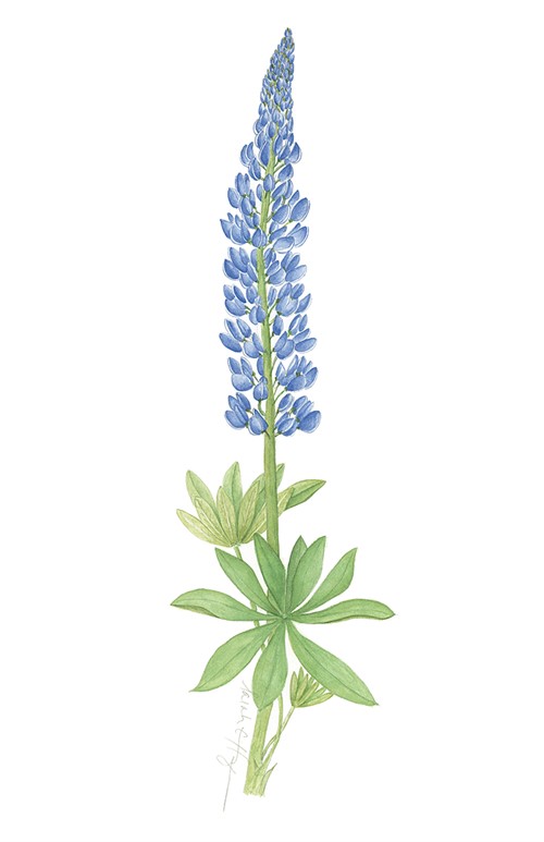 Lupine Watercolor