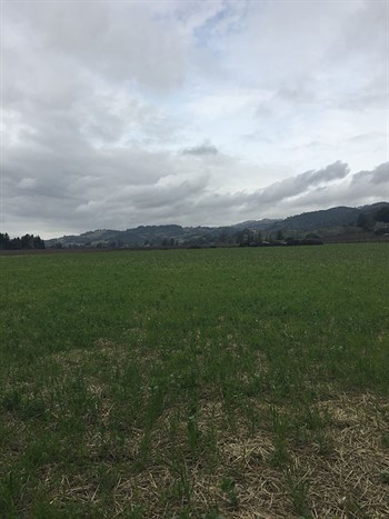 Cover Crop Growing