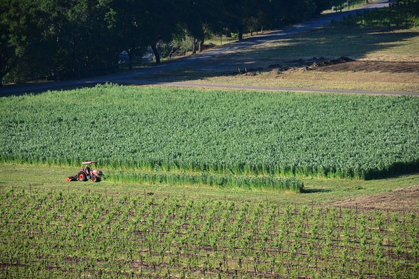 Cover Crop Mowed