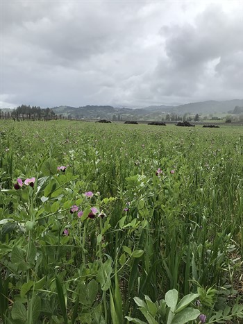 Cover Crop Replant