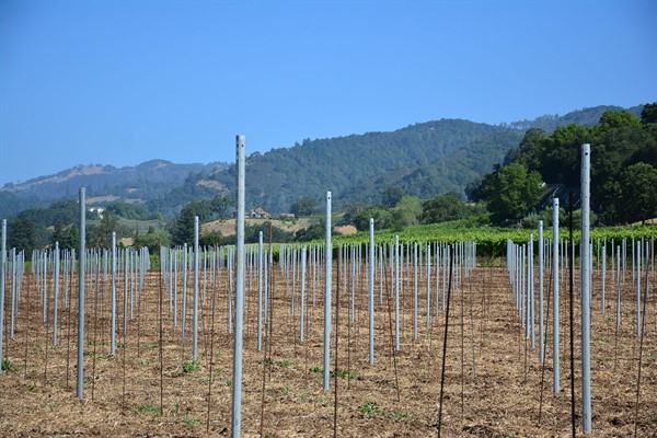 Hafner Replant Stakes