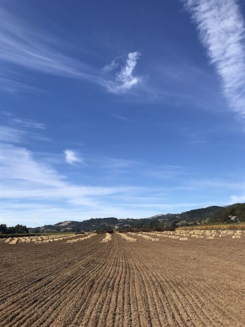 Hay Bales Replant