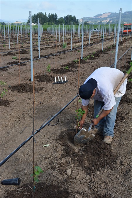 Planting Vines