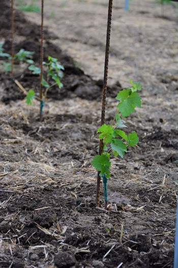 Newly Planted Vines