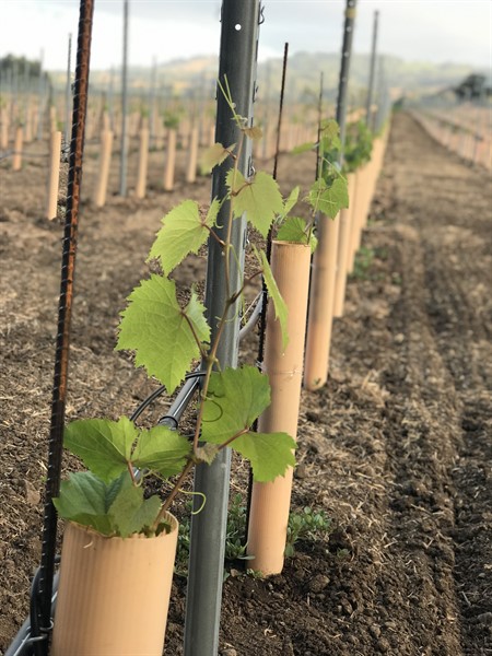 Vines in Grow Tubes