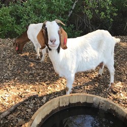 Goat at Hafner