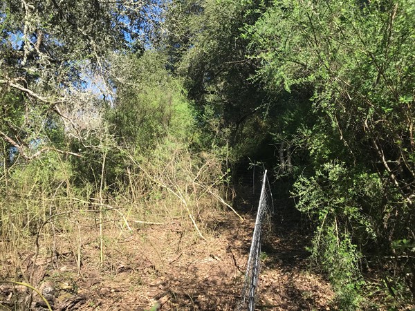 Before and After Fence Line