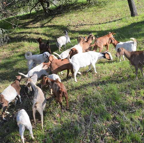 Goats at Hafner