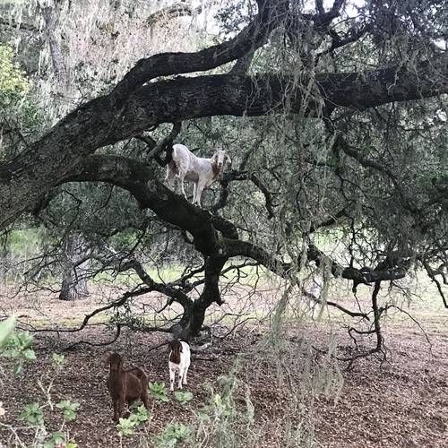 Goats in Tree