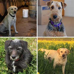 Hafner Vineyard Dogs