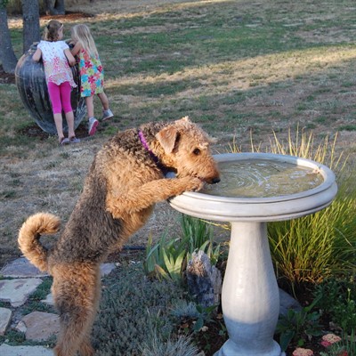 Sophie and Bird Bath