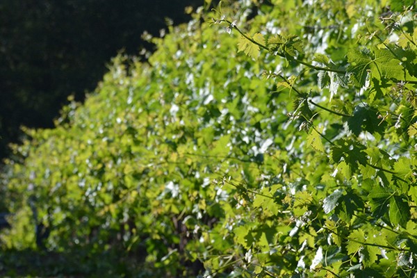 Vines Growing at Hafner