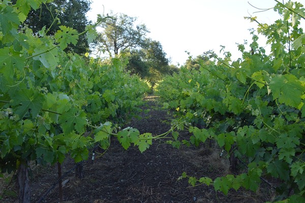 Cabernet at Hafner