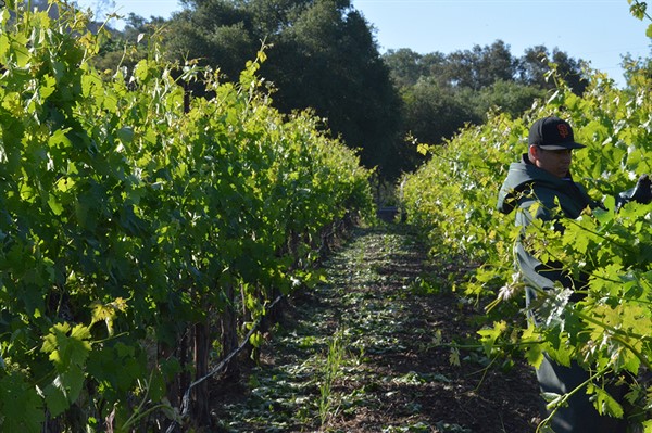 Vineyard Work at Hafner