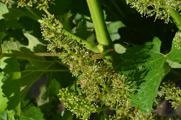 Cabernet in Bloom