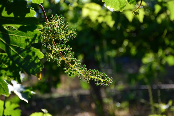 Grapes at Hafner