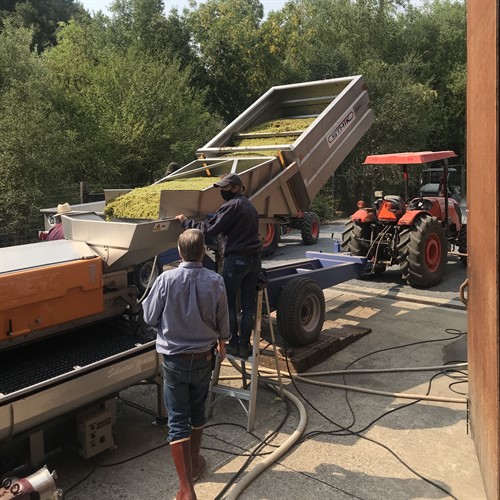 Chardonnay Harvest