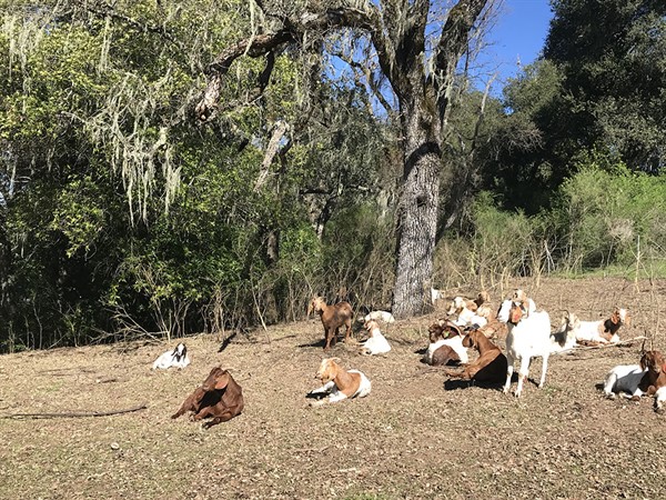 Goats at Hafner After