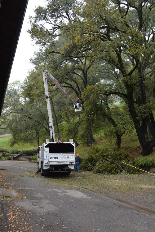 Tree Trimming at Hafner