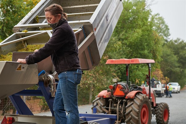 Chardonnay Harvest