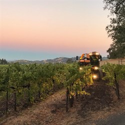 2020 Cabernet Harvest